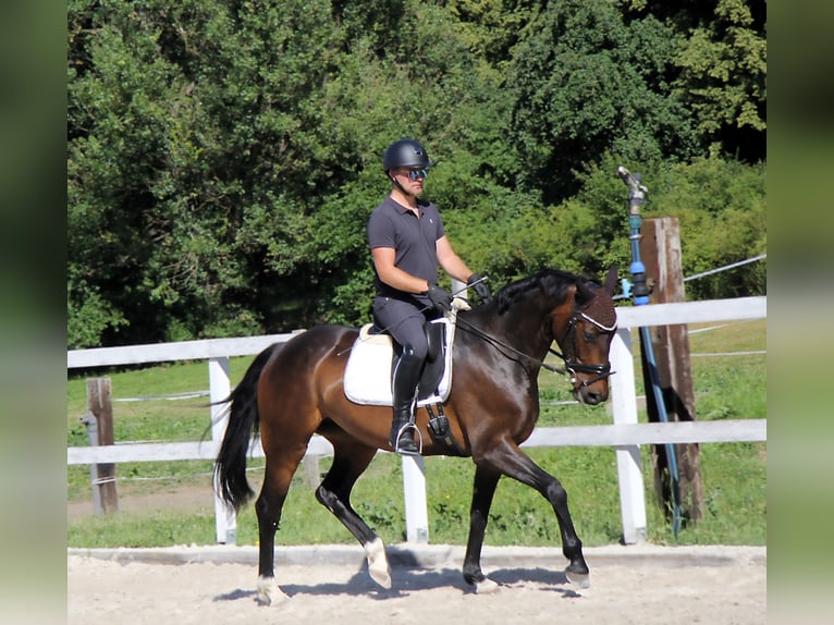 Hanovrien Jument 5 Ans 163 cm Bai brun in Podolanka