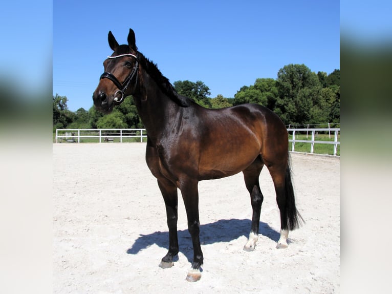 Hanovrien Jument 5 Ans 163 cm Bai brun in Podolanka