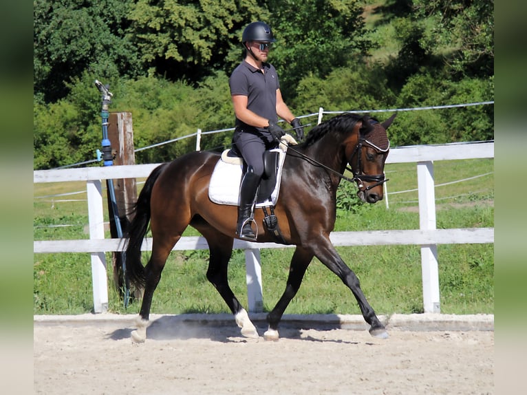 Hanovrien Jument 5 Ans 163 cm Bai brun in Podolanka