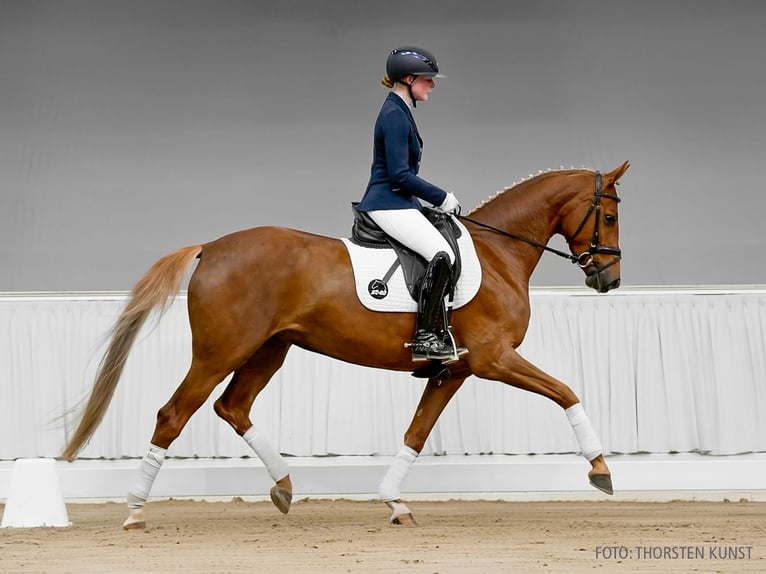 Hanovrien Jument 5 Ans 163 cm Bai in Verden