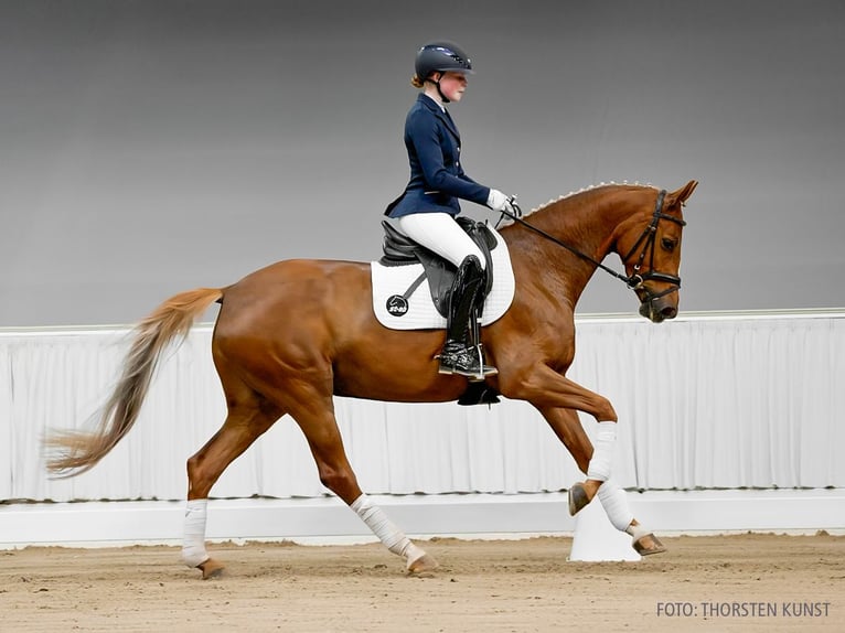 Hanovrien Jument 5 Ans 163 cm Bai in Verden