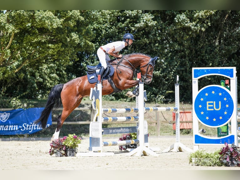 Hanovrien Jument 5 Ans 163 cm Bai in Bad Kreuznach