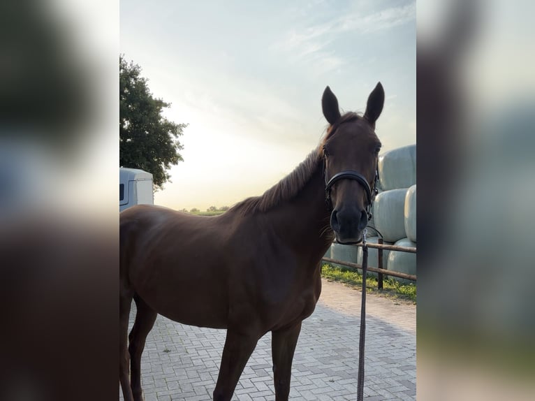 Hanovrien Jument 5 Ans 164 cm Alezan brûlé in Rhede