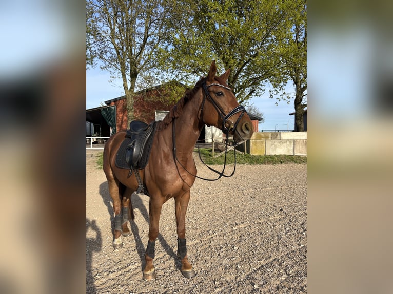 Hanovrien Jument 5 Ans 164 cm Alezan brûlé in Rhede