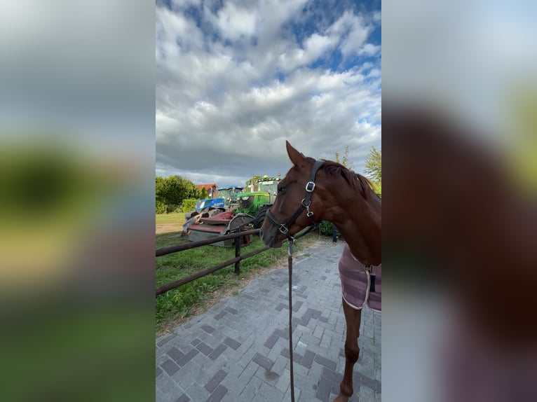Hanovrien Jument 5 Ans 164 cm Alezan brûlé in Rhede