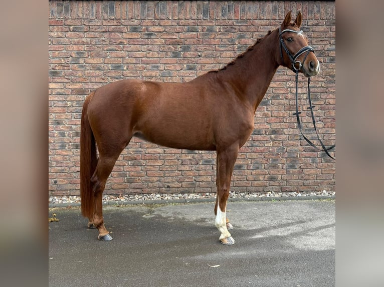 Hanovrien Jument 5 Ans 164 cm Alezan in Bonn