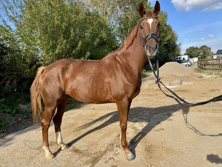 Hanovrien Jument 5 Ans 164 cm Alezan in Grevenbroich