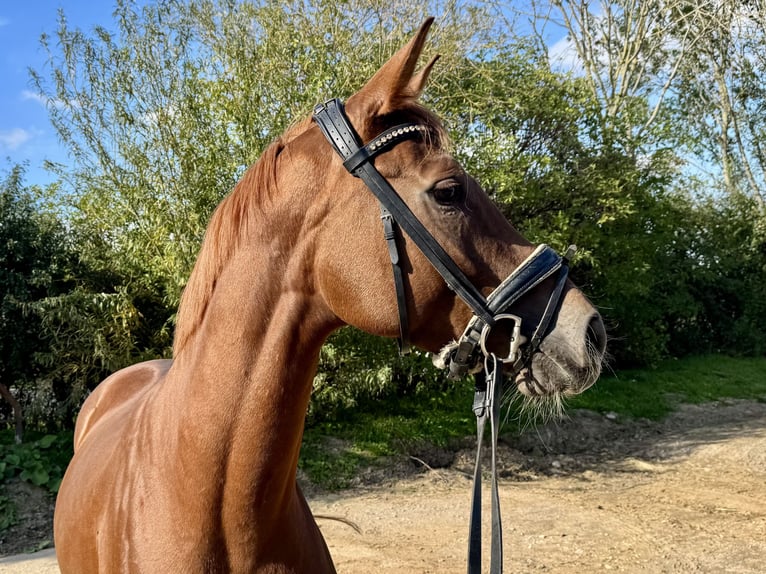 Hanovrien Jument 5 Ans 164 cm Alezan in Grevenbroich