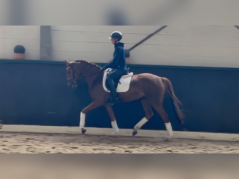 Hanovrien Jument 5 Ans 164 cm Alezan in Nienburg (Weser)