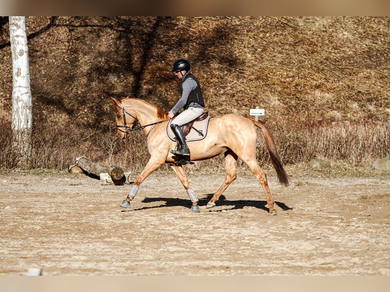 Hanovrien Jument 5 Ans 164 cm Alezan in Lübeck