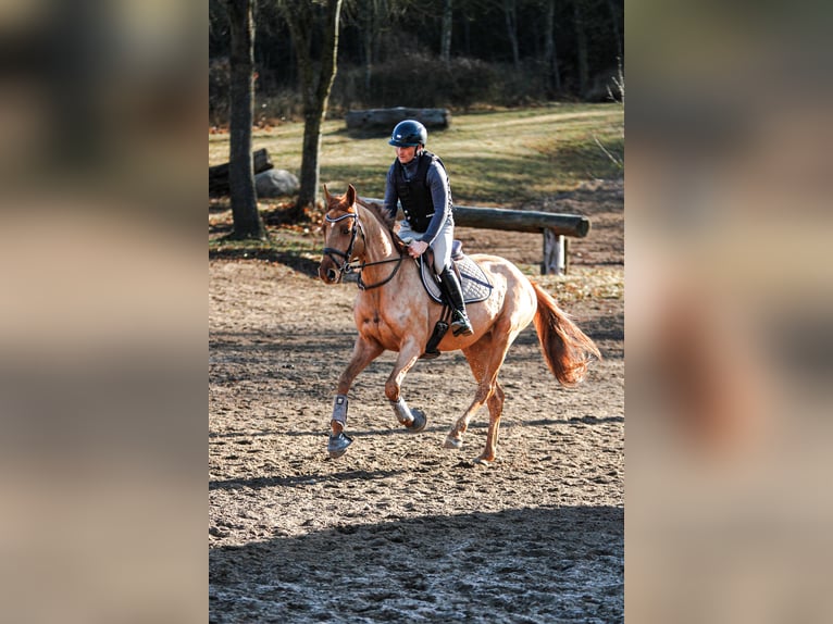 Hanovrien Jument 5 Ans 164 cm Alezan in Lübeck