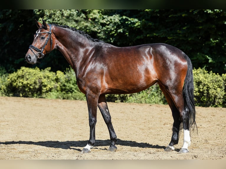 Hanovrien Jument 5 Ans 164 cm Bai brun in Riedstadt