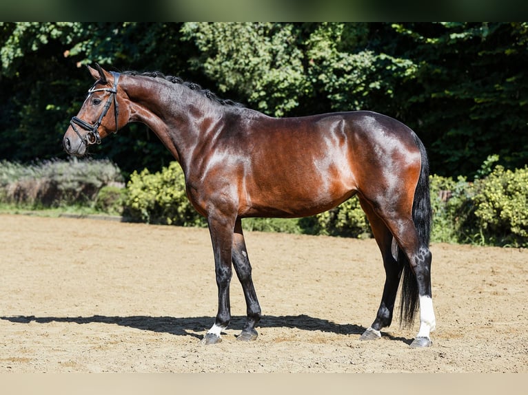 Hanovrien Jument 5 Ans 164 cm Bai brun in Riedstadt