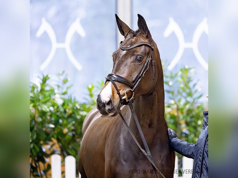 Hanovrien Jument 5 Ans 164 cm Bai brun in Verden