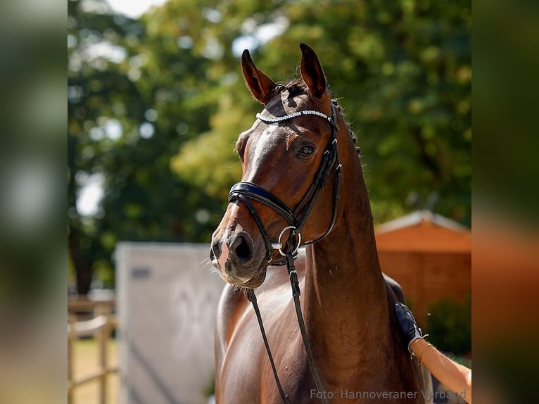 Hanovrien Jument 5 Ans 164 cm Bai brun in Verden