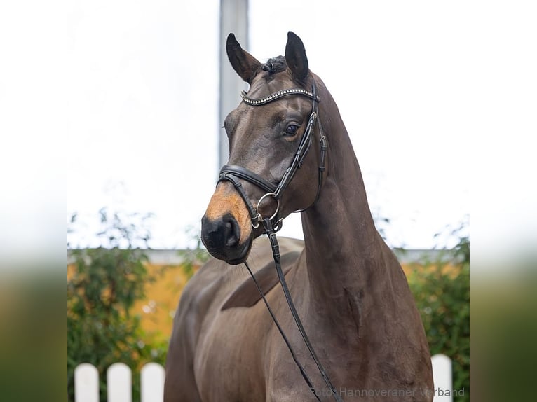 Hanovrien Jument 5 Ans 164 cm Bai brun in Verden