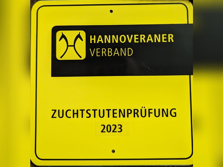 Hanovrien Jument 5 Ans 164 cm Bai in Mockrehna