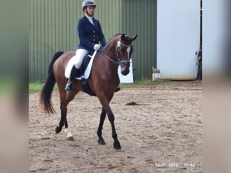 Hanovrien Jument 5 Ans 164 cm Bai in Mockrehna