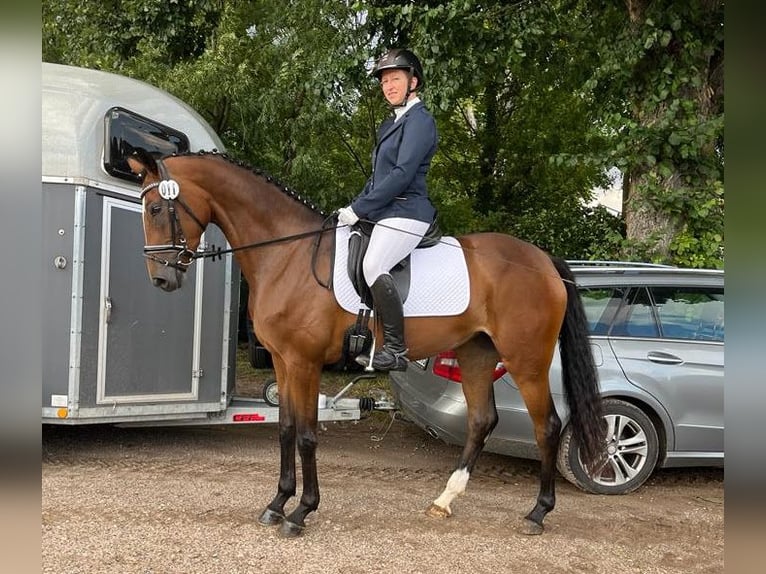Hanovrien Jument 5 Ans 164 cm Bai in Mockrehna