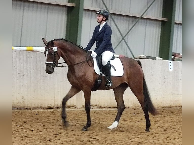 Hanovrien Jument 5 Ans 164 cm Bai in Mockrehna
