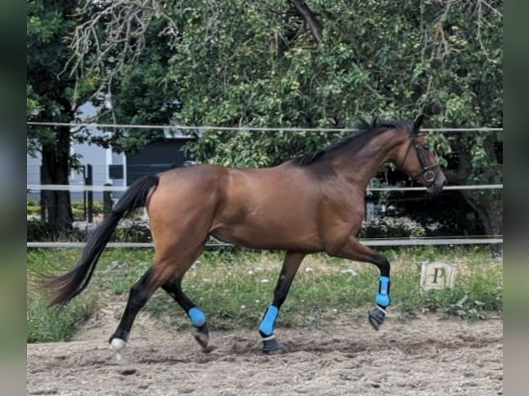 Hanovrien Jument 5 Ans 164 cm Bai in Mockrehna