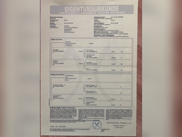 Hanovrien Jument 5 Ans 164 cm Bai in Mockrehna