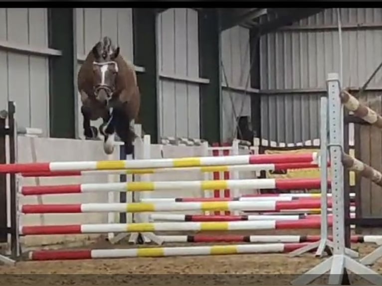 Hanovrien Jument 5 Ans 164 cm Bai in Mockrehna