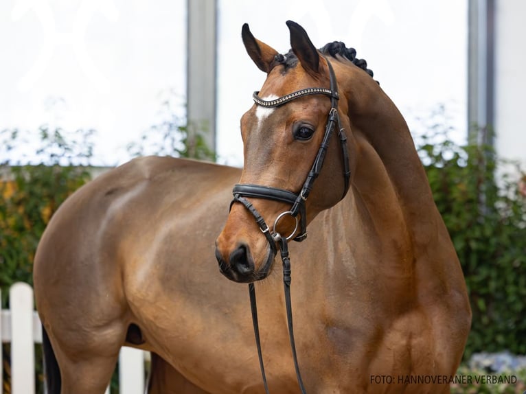 Hanovrien Jument 5 Ans 164 cm Bai in Verden