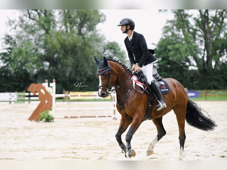Hanovrien Jument 5 Ans 164 cm Bai in Bad Kreuznach