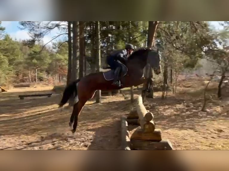Hanovrien Jument 5 Ans 164 cm Bai in Elmlohe