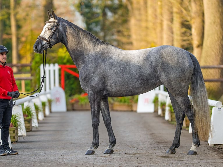 Hanovrien Jument 5 Ans 164 cm Gris in Münster-Handorf