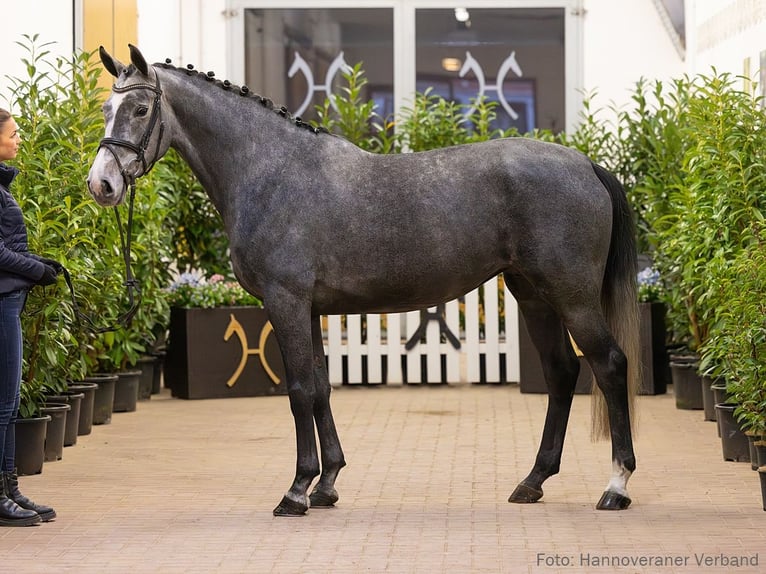 Hanovrien Jument 5 Ans 164 cm Gris in Verden