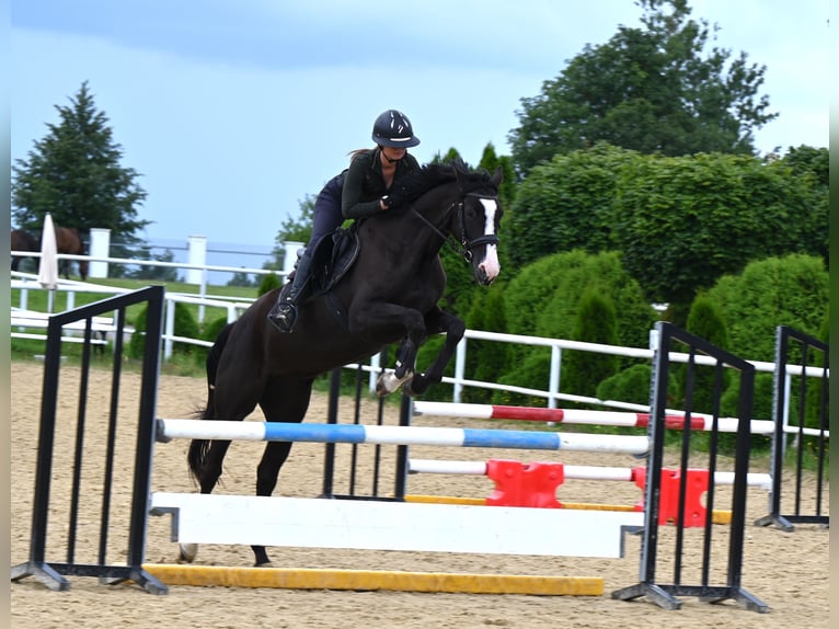 Hanovrien Jument 5 Ans 164 cm Noir in Szatarpy