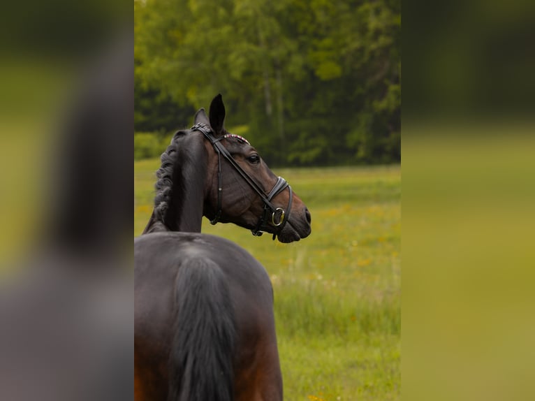 Hanovrien Jument 5 Ans 165 cm Bai brun in Hayingen
