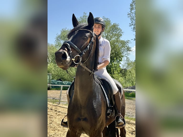 Hanovrien Jument 5 Ans 165 cm Bai brun in Dransfeld