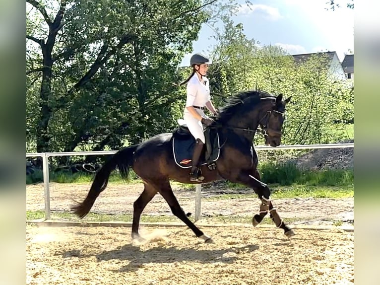 Hanovrien Jument 5 Ans 165 cm Bai brun in Dransfeld