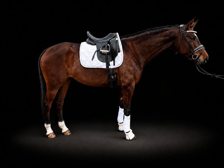 Hanovrien Jument 5 Ans 165 cm Bai in Halberstadt