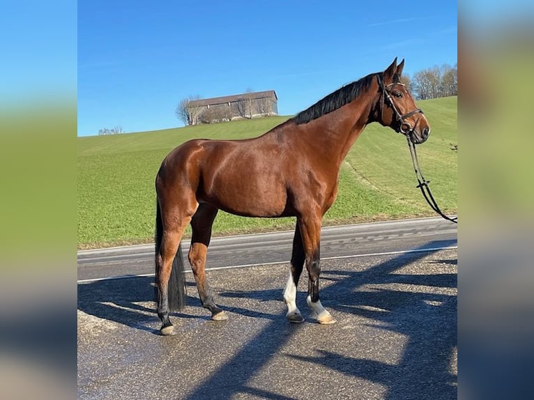 Hanovrien Jument 5 Ans 165 cm Bai in Drackenstein