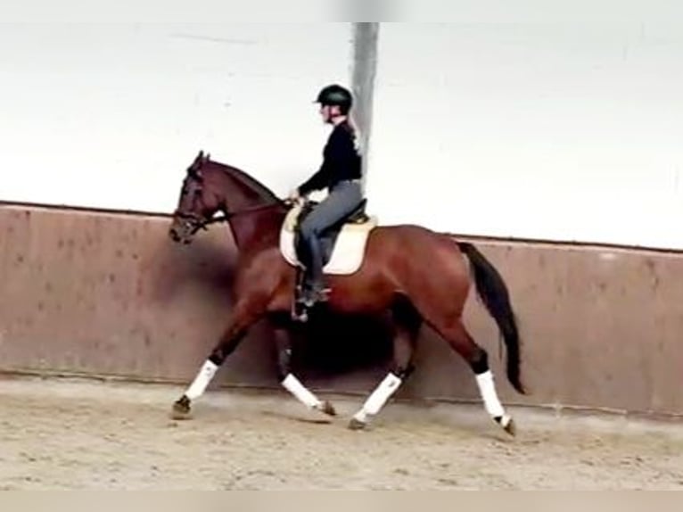 Hanovrien Jument 5 Ans 165 cm Bai in Böheimkirchen