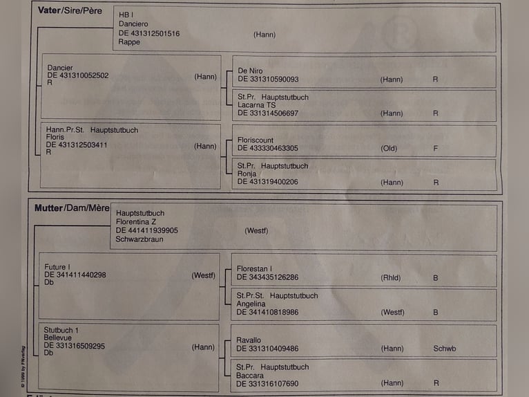Hanovrien Jument 5 Ans 165 cm Bai in Seesen