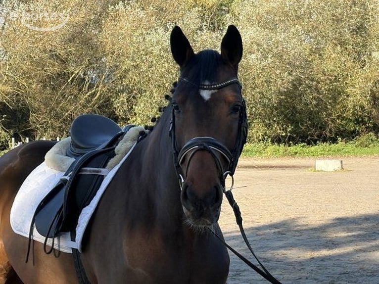 Hanovrien Jument 5 Ans 165 cm Bai in Verden (Aller)