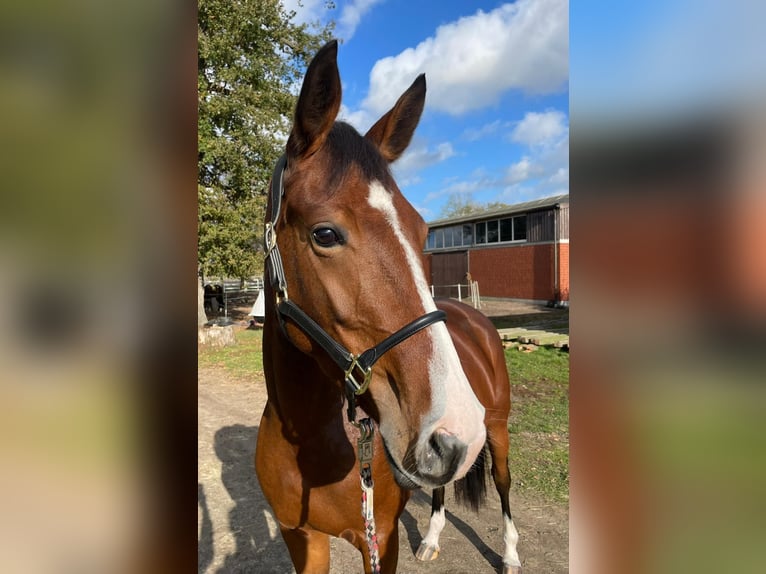 Hanovrien Jument 5 Ans 165 cm Bai in Gorleben Meetschow