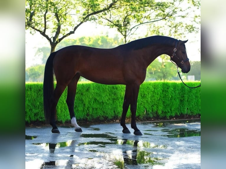 Hanovrien Jument 5 Ans 165 cm Bai in Medzilaborce