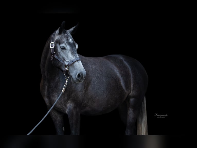 Hanovrien Jument 5 Ans 165 cm Gris in Fronhausen