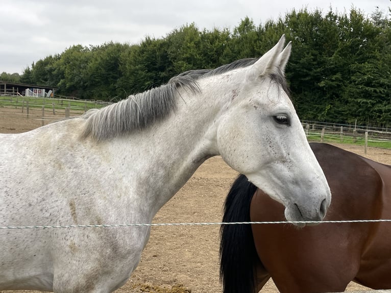 Hanovrien Jument 5 Ans 165 cm Gris pommelé in Grevenbroich