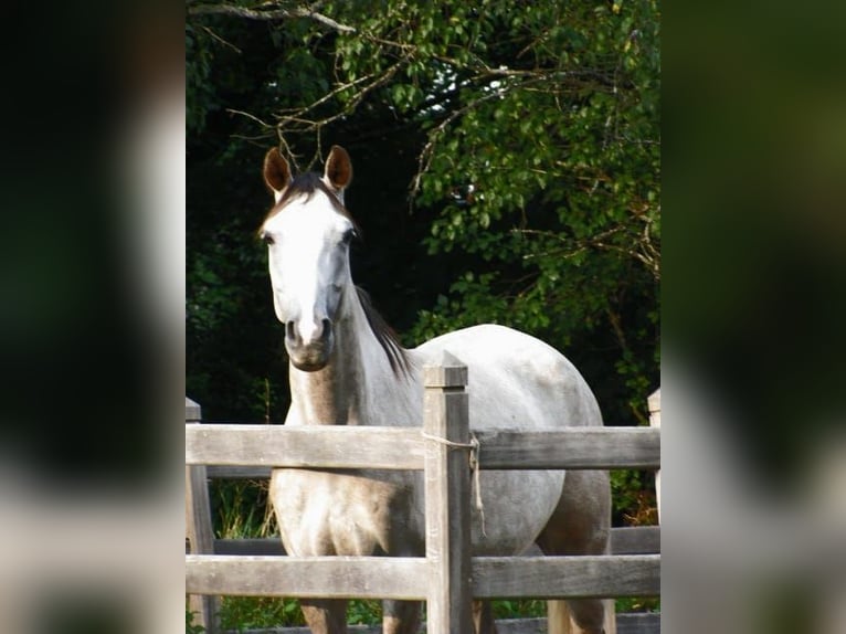 Hanovrien Jument 5 Ans 165 cm Gris pommelé in Dhronecken