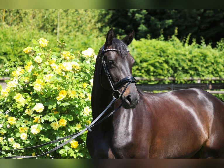 Hanovrien Jument 5 Ans 165 cm Noir in Erftstadt