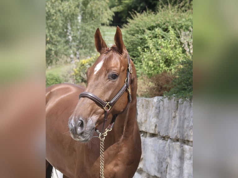 Hanovrien Jument 5 Ans 166 cm Alezan in Winhöring