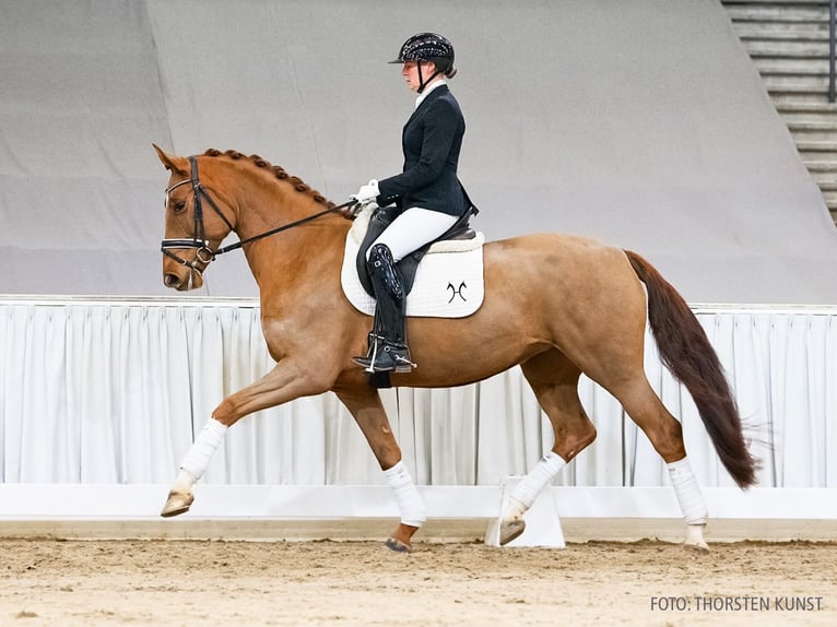 Hanovrien Jument 5 Ans 166 cm Alezan in Verden