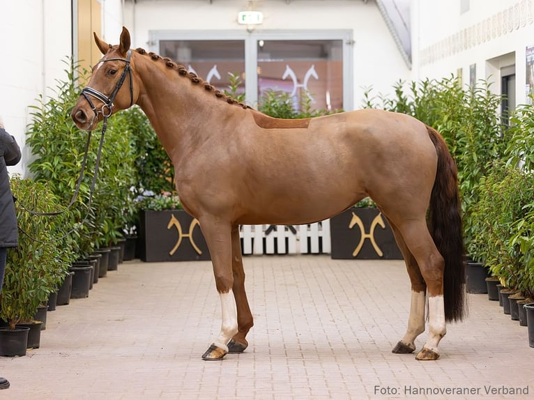 Hanovrien Jument 5 Ans 166 cm Alezan in Verden